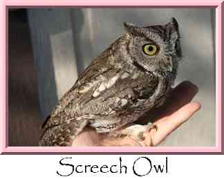 Screech Owl Thumbnail