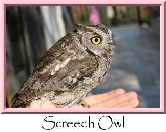 Screech Owl Thumbnail