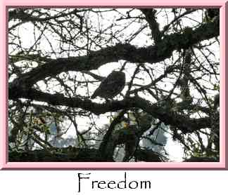 Freedom Thumbnail