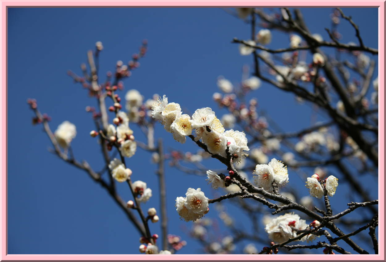 Plum Blossoms