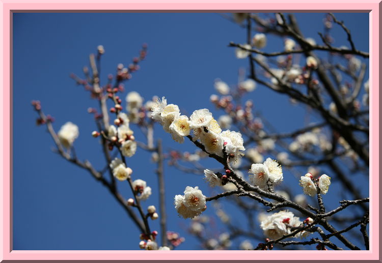 Plum Blossoms