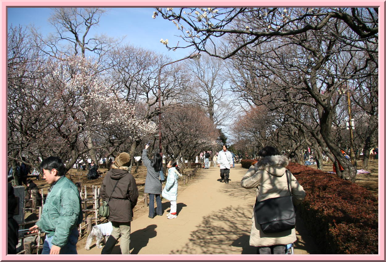 Plum Trees