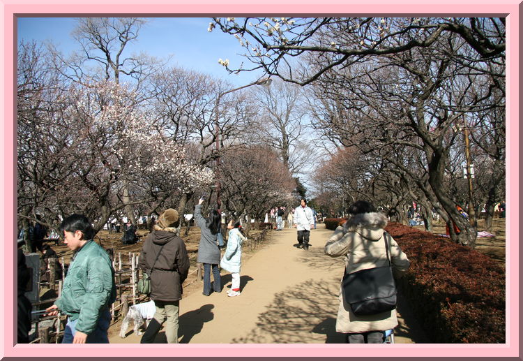 Plum Trees