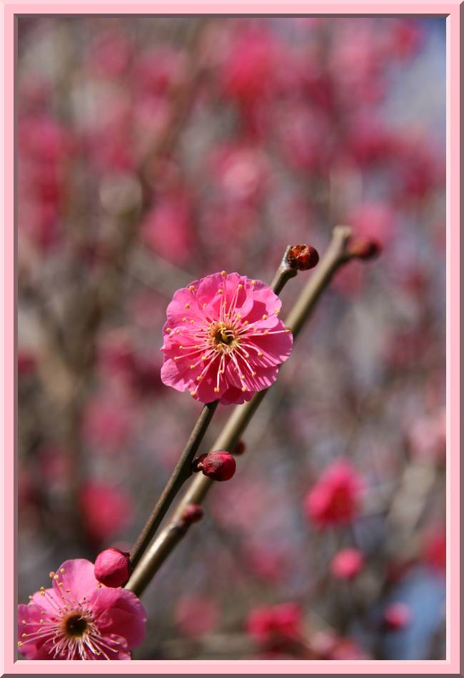 Plum Blossoms