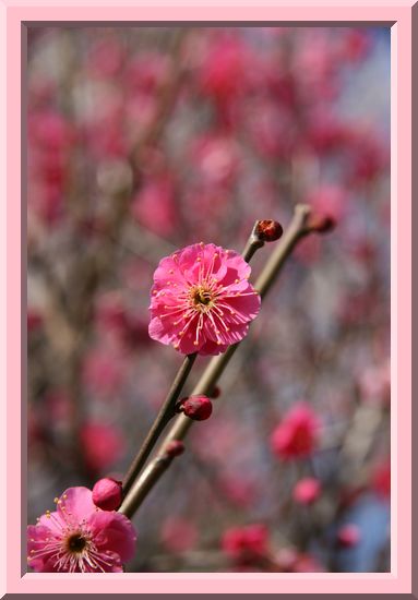 Plum Blossoms