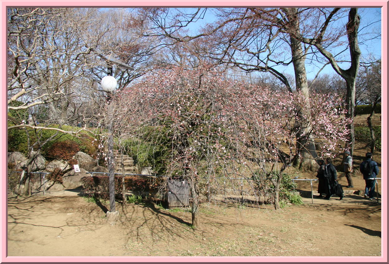 Plum Tree