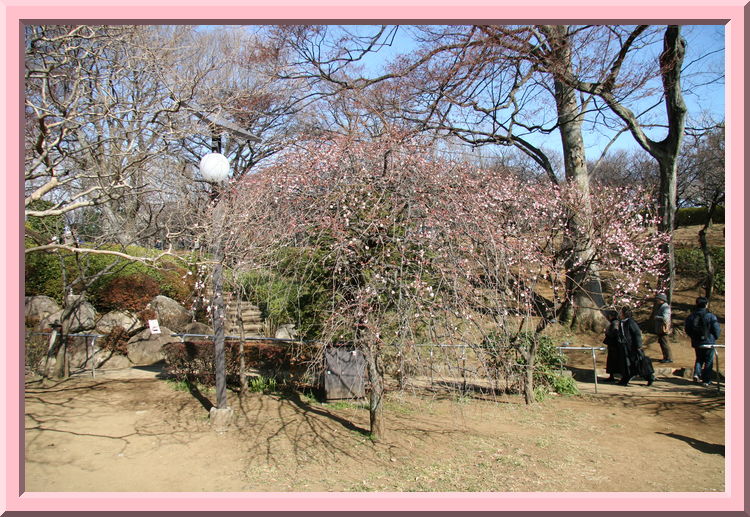 Plum Tree
