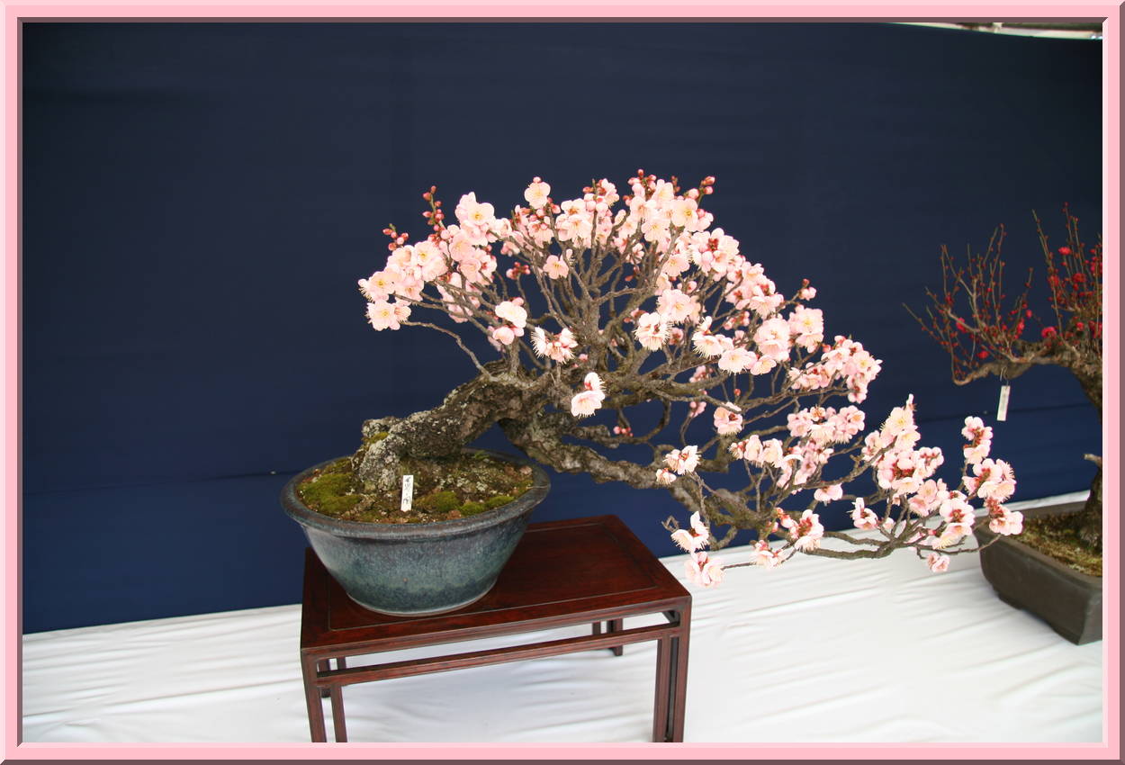 Bonsai