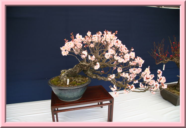 Bonsai