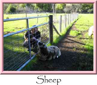 Sheep Thumbnail