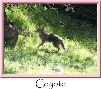 Coyote Thumbnail