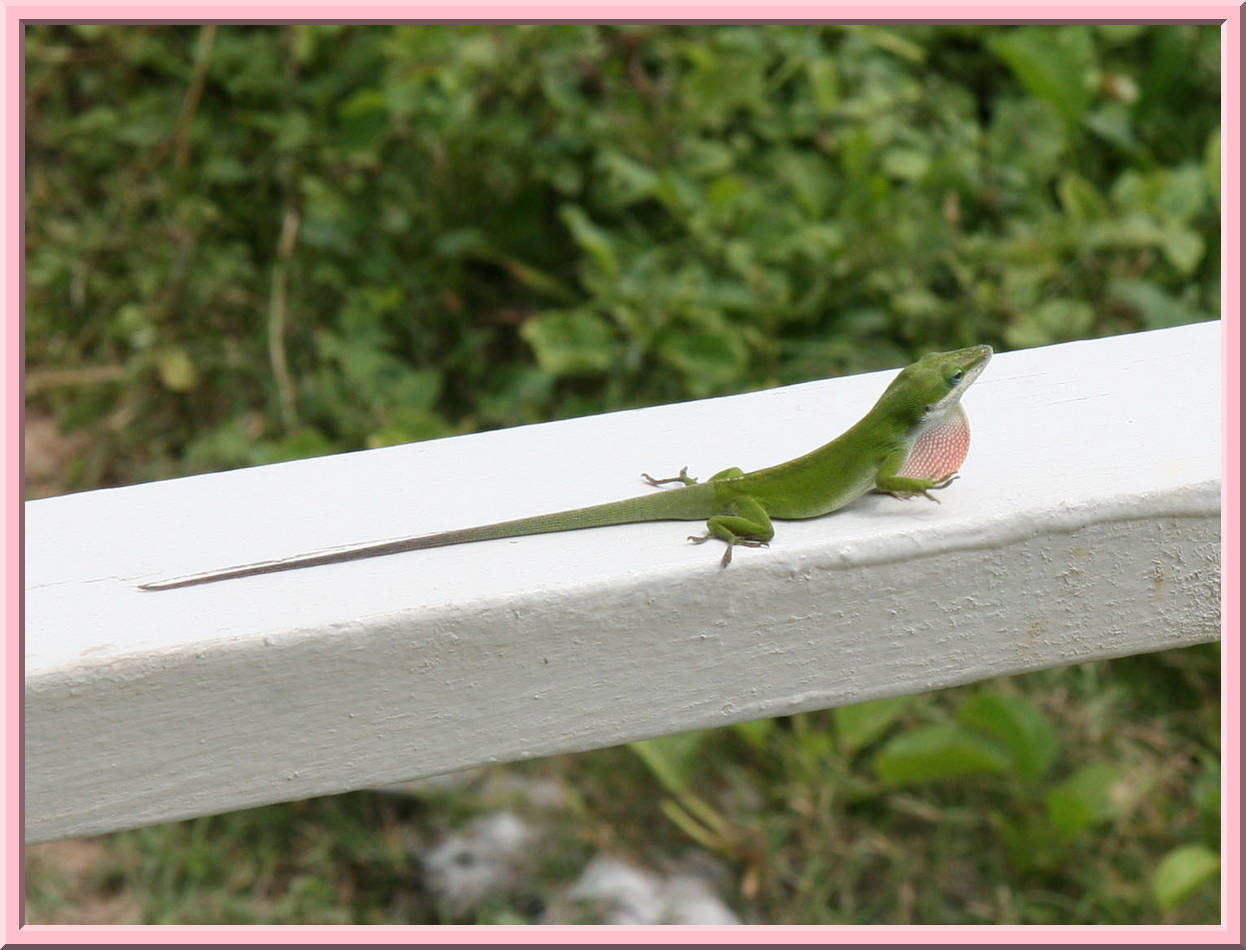 Lizard