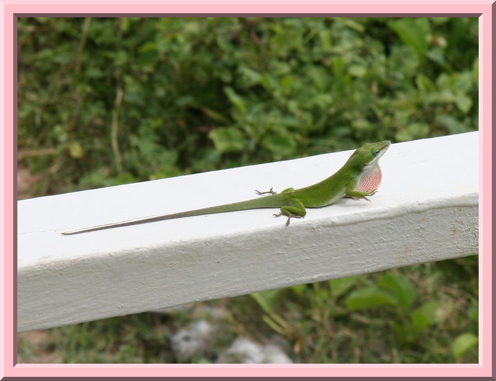 Lizard