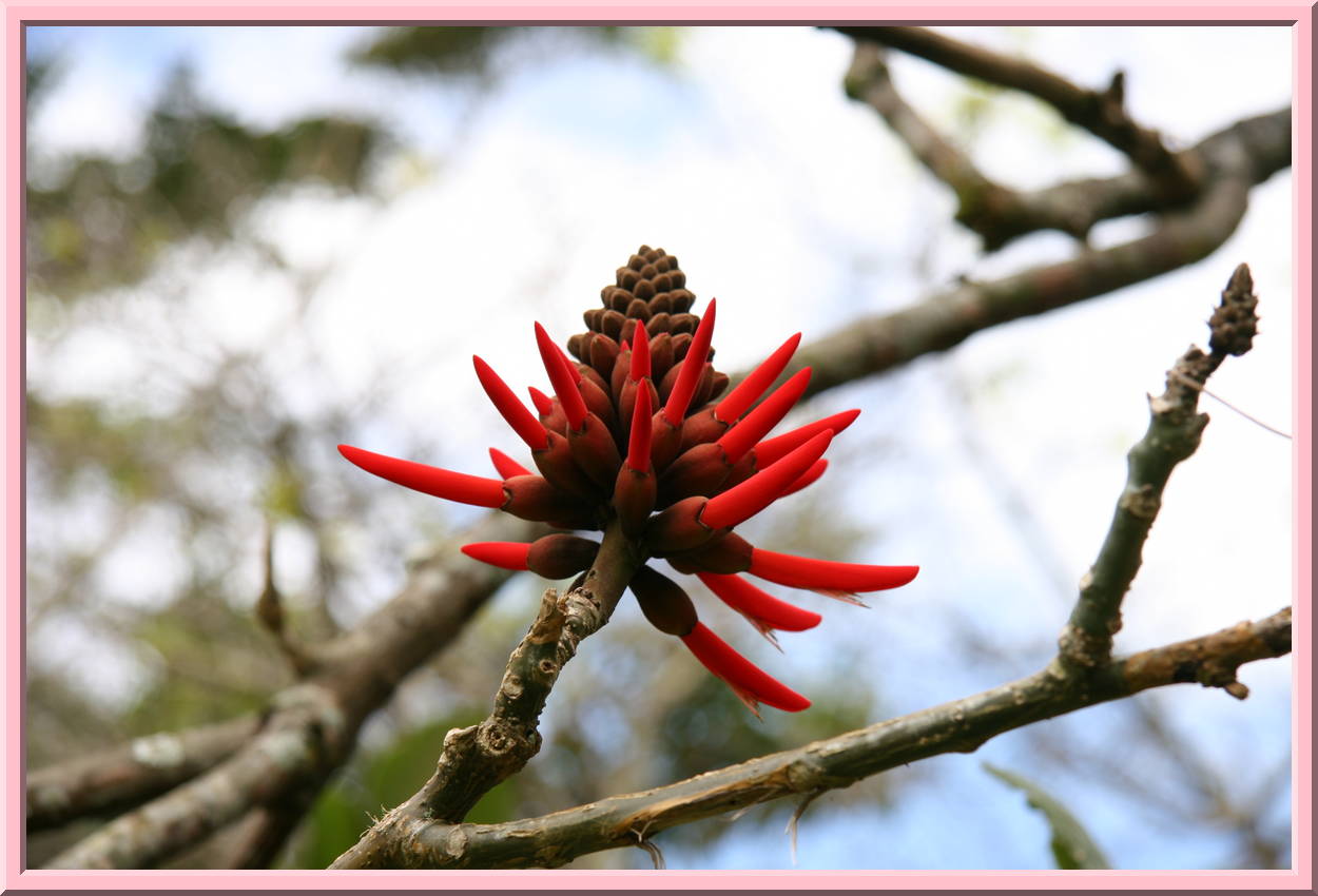 Botanical Gardens