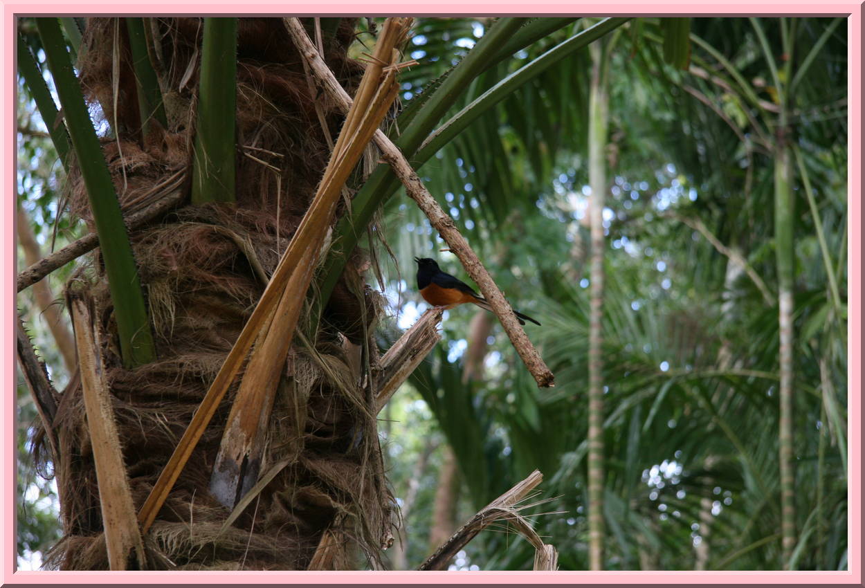 Bird Singing