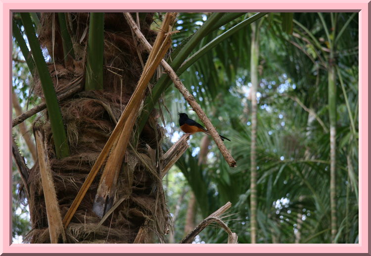 Bird Singing