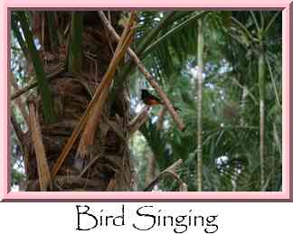 Bird Singing Thumbnail
