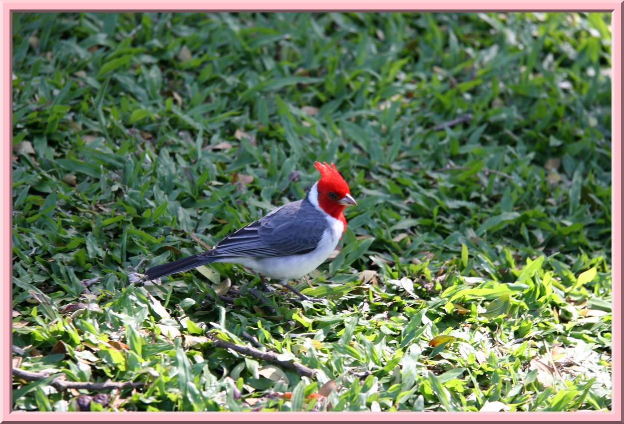Pretty Bird