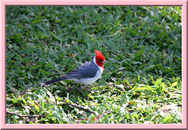 Pretty Bird