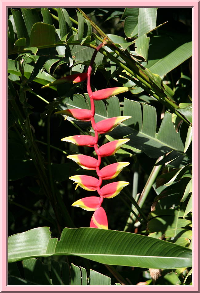Heliconia