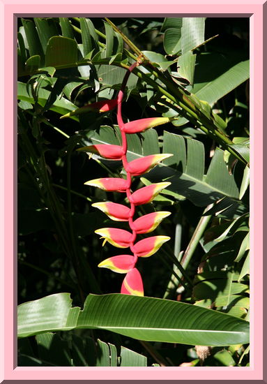 Heliconia