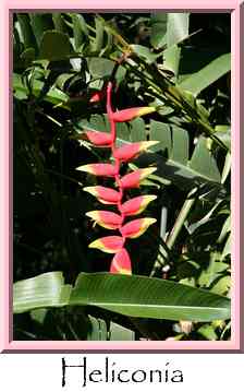 Heliconia Thumbnail