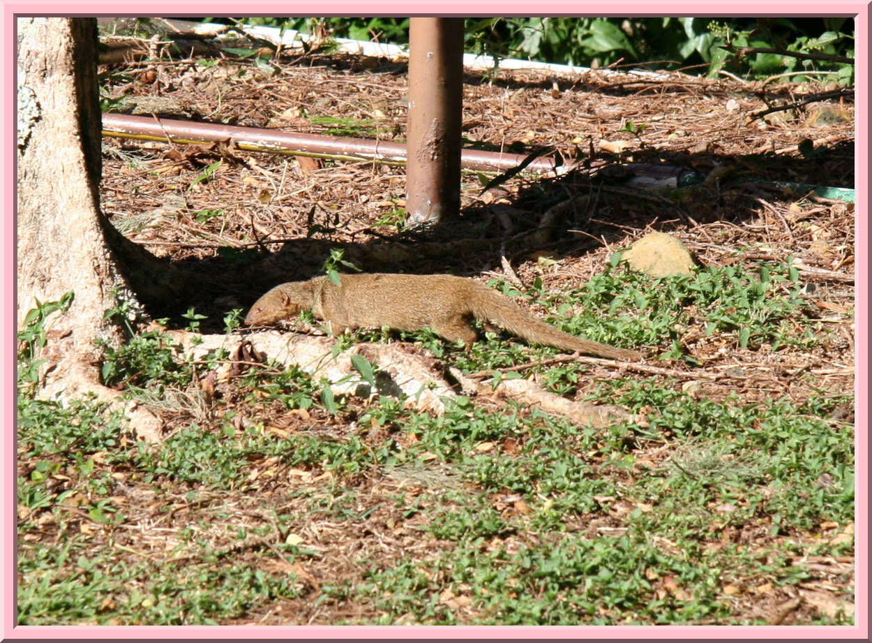 Mongoose