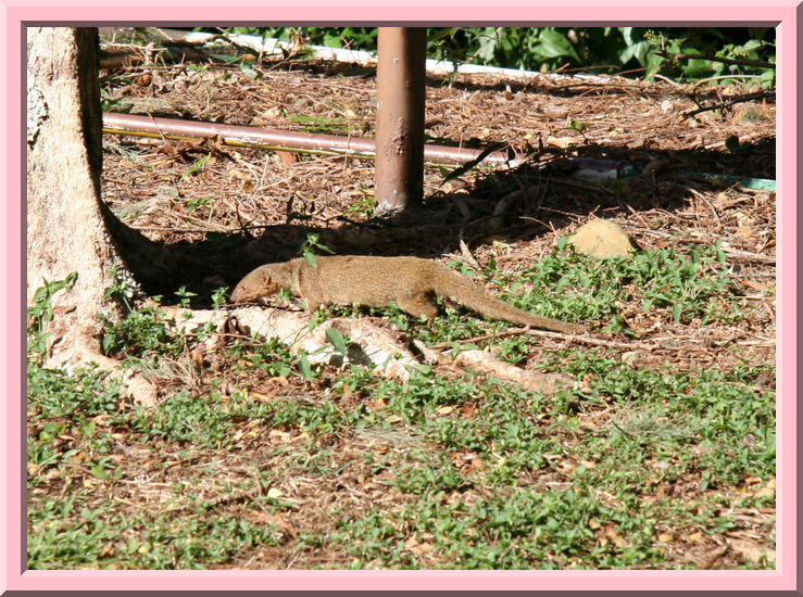 Mongoose