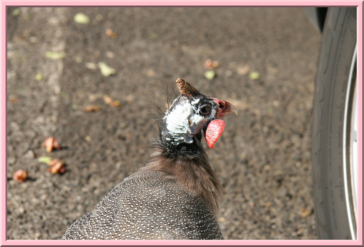 Strange Bird