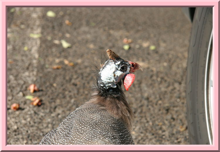 Strange Bird