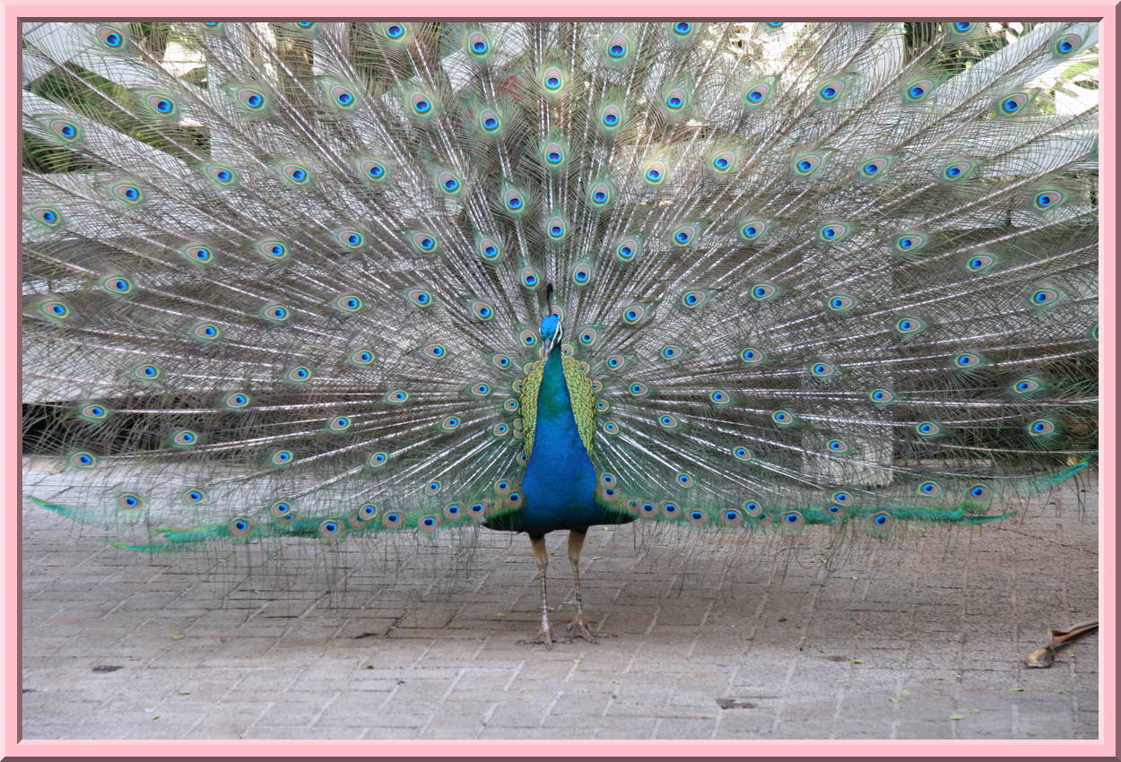 Peacock