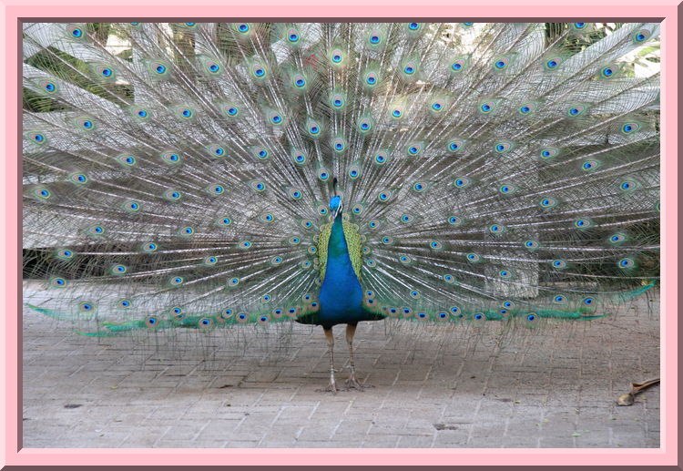 Peacock