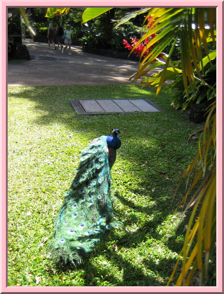 Peacock