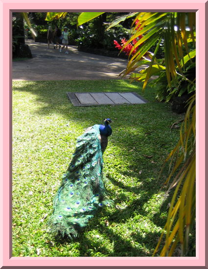 Peacock