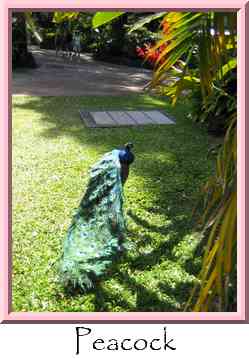 Peacock Thumbnail