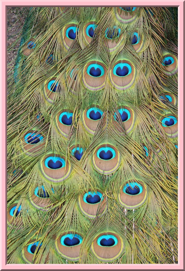 Tail Feathers