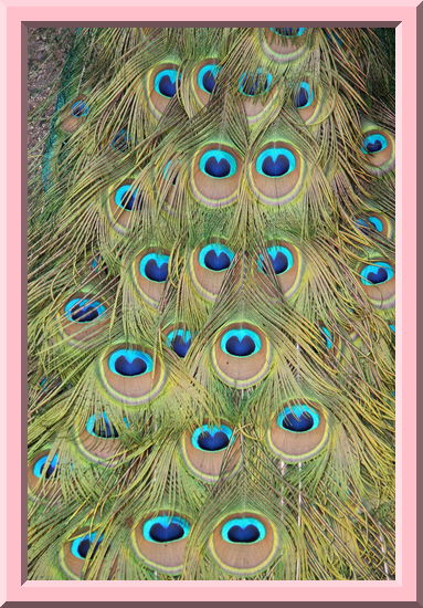 Tail Feathers