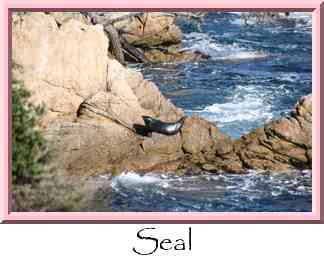 Seal Thumbnail
