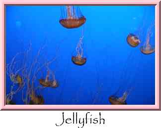 Jellyfish Thumbnail