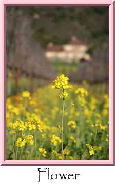 Flower Thumbnail