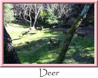Deer Thumbnail