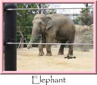 Elephant Thumbnail