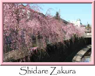 Shidare Zakura Thumbnail
