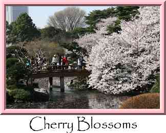 Cherry Blossoms Thumbnail
