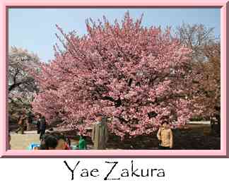 Yae Zakura Thumbnail