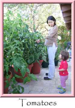 Tomatoes Thumbnail