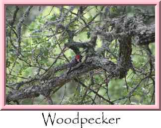 Woodpecker Thumbnail