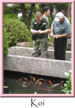 Koi Thumbnail