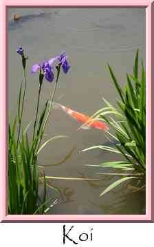 Koi Thumbnail