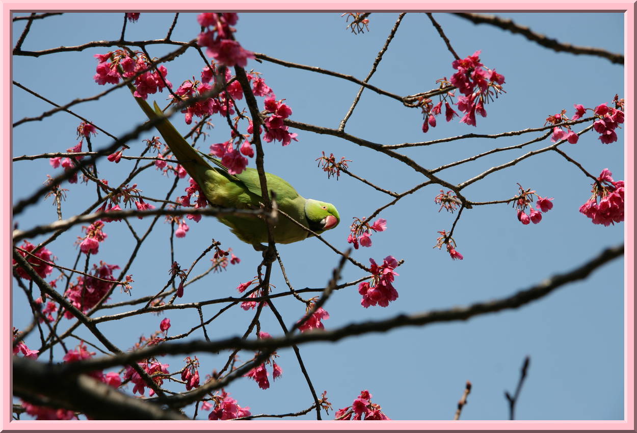 Feral Parrot